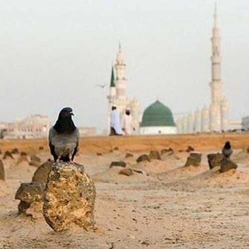 دانلود مداحی زیبای محمود کریمی به نام یه مدینه